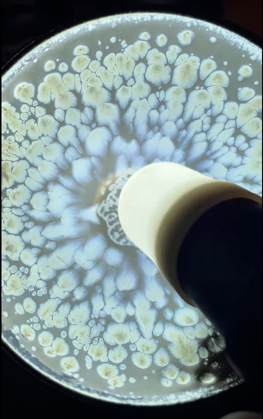 Today’s Live Selection-2026-03-31