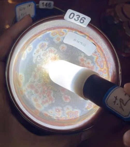 Today’s Live Selection-2026-02-24