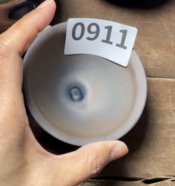 Today’s Live Selection - 2026-02-21