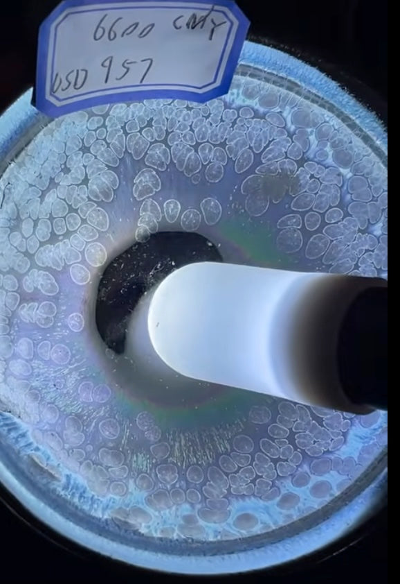 Today’s Live Selection-2026-02-24