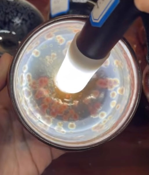 Today’s Live Selection-2026-02-24